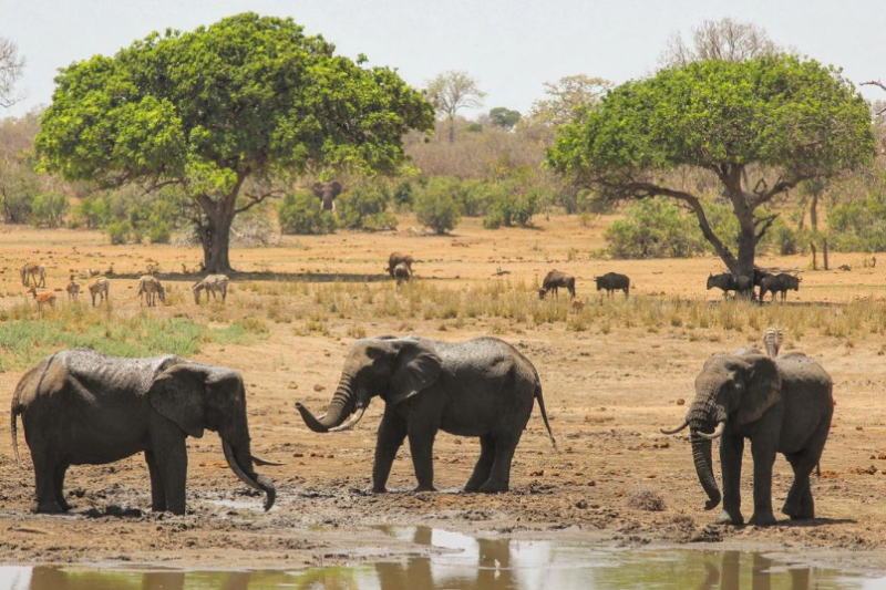 Three elephants in front of a lake, with trees and open plains behind them