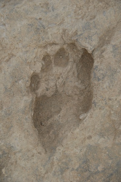 Forensic footprint 2