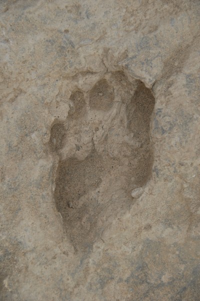 Forensic footprint 2 Forensic footprint 2