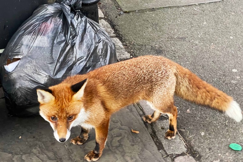 A fox searching through rubbish bags on a street