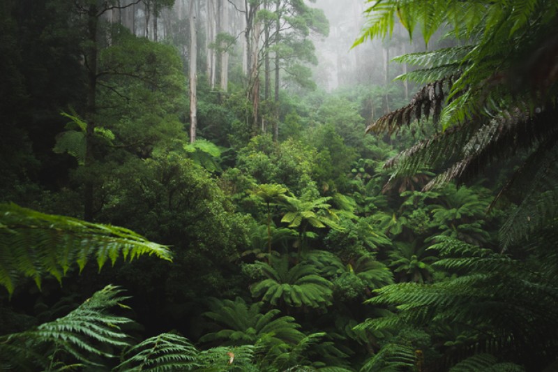 Dense rainforest with lush green ferns and trees covered with an early morning fog