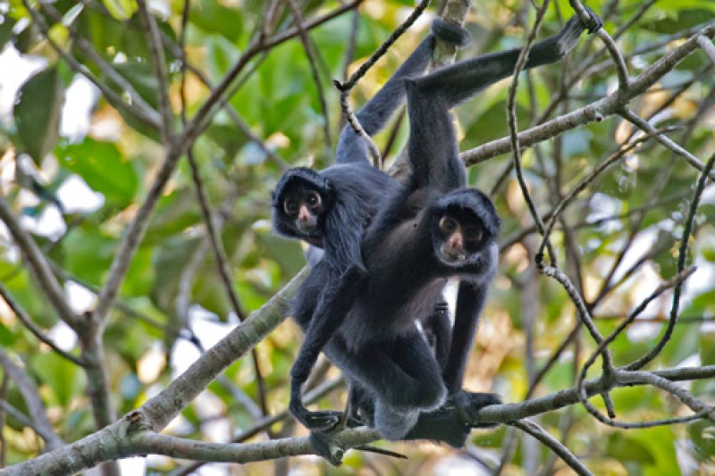 two howler monkeys in a tree