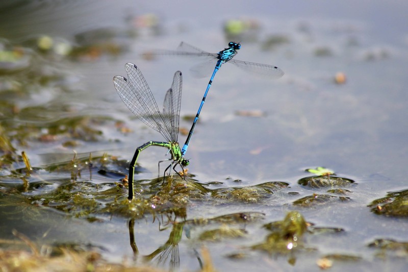 Two dragon flies on a lily pad in a pond