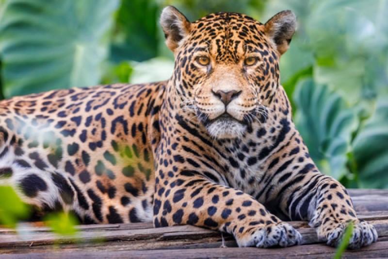 A jaguar lying down