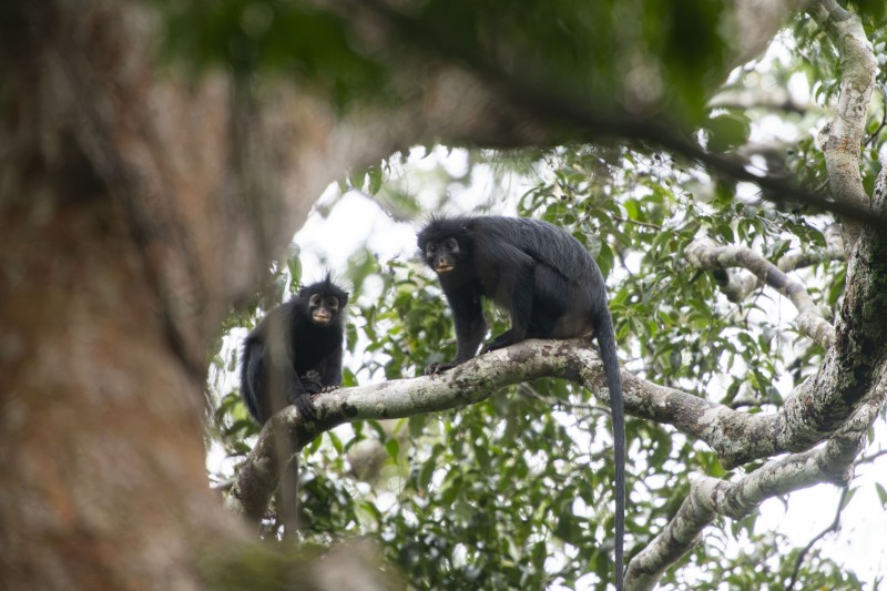 A new species of Colobus monkey discovered in Lomami NP. The Monkey is black with distinctive pink lips