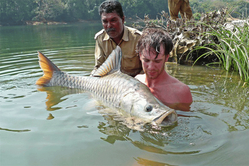 Two people submerged in the River Cauvery holding a mahseer fish