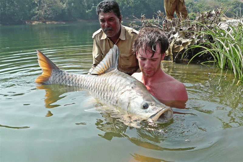 Mahseer Conference Two people submerged in the River Cauvery holding a mahseer fish