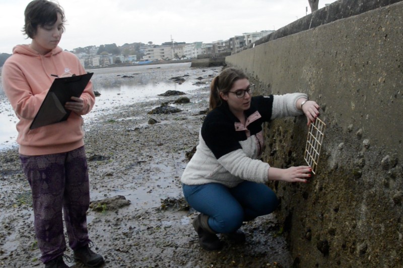One woman holding a clip board, whilst another woman crouches down in front of a harbour wall, looking for species. 