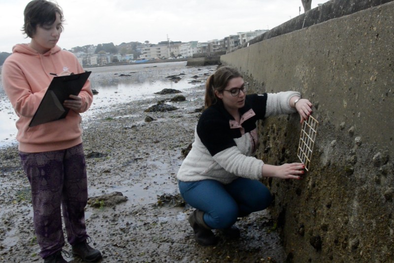 Survey One woman holding a clip board, whilst another woman crouches down in front of a harbour wall, looking for species.