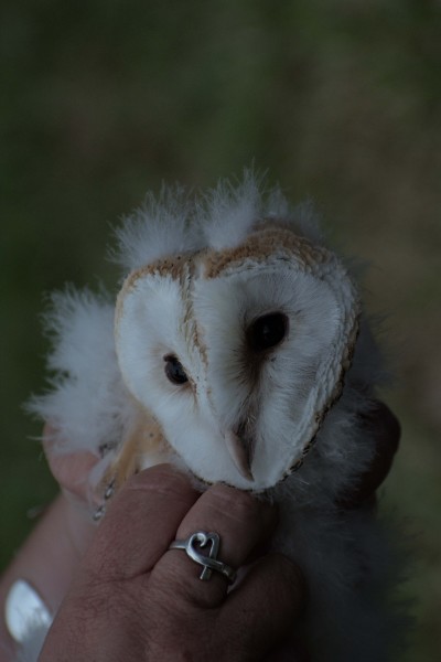 A baby barn owl