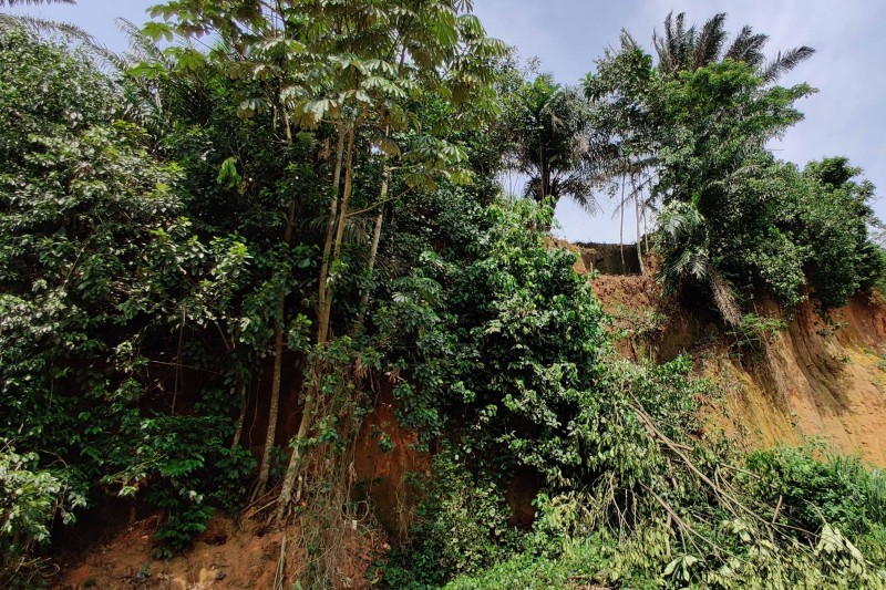Green trees and a yellow coloured tall, steep ridge