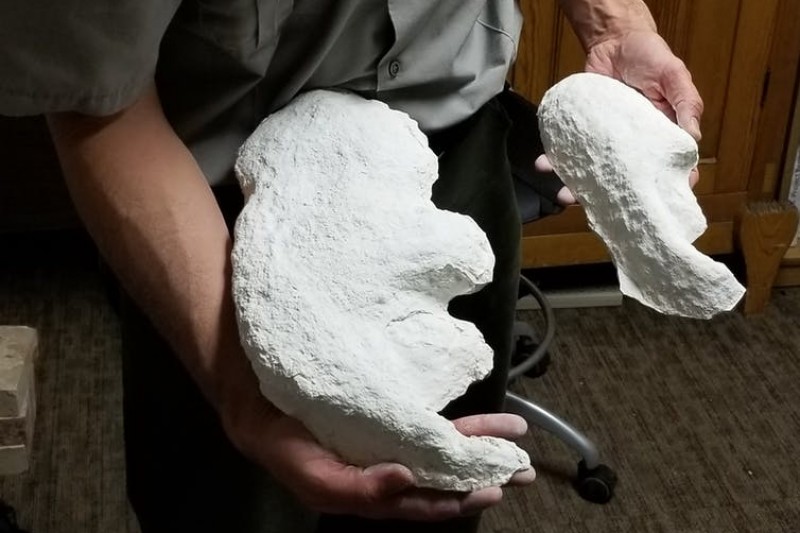 Plaster cast footprints