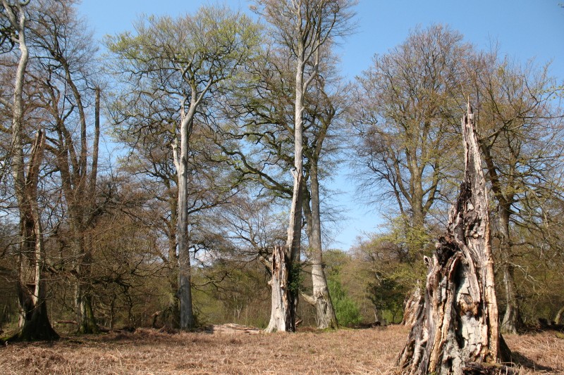 A photograph showing dieback in the ancient beech woodlands of the New Forest National Park, caused by climate change