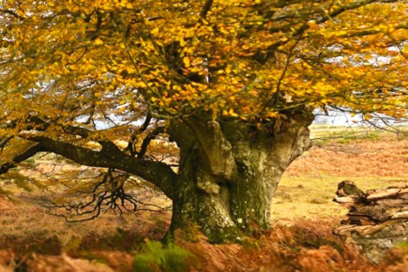 Ancient and Remarkable of the Trees of the New Forest - art exhibition