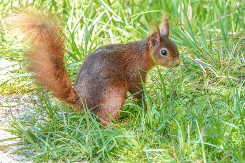 Squirrel A red squirrel on a grassy patch