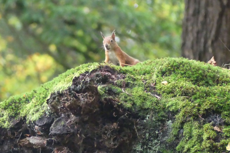 Squirrel peaking Red squirrel looking towards the camera, peaking over the top of a log