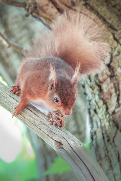 A red squirrel in a tree