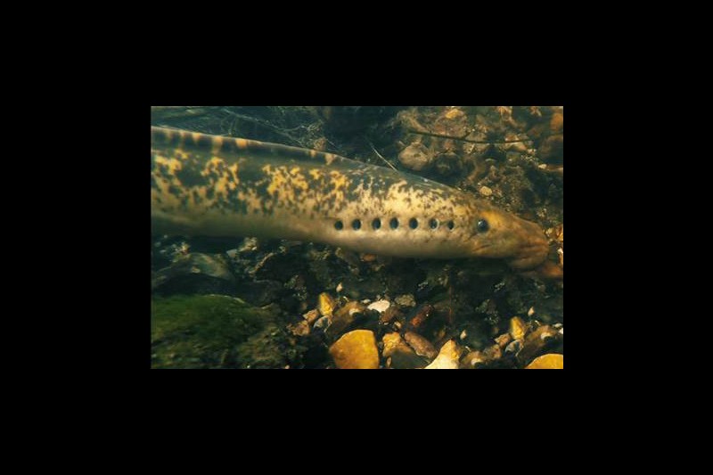 Sea Lamprey Sea Lamprey