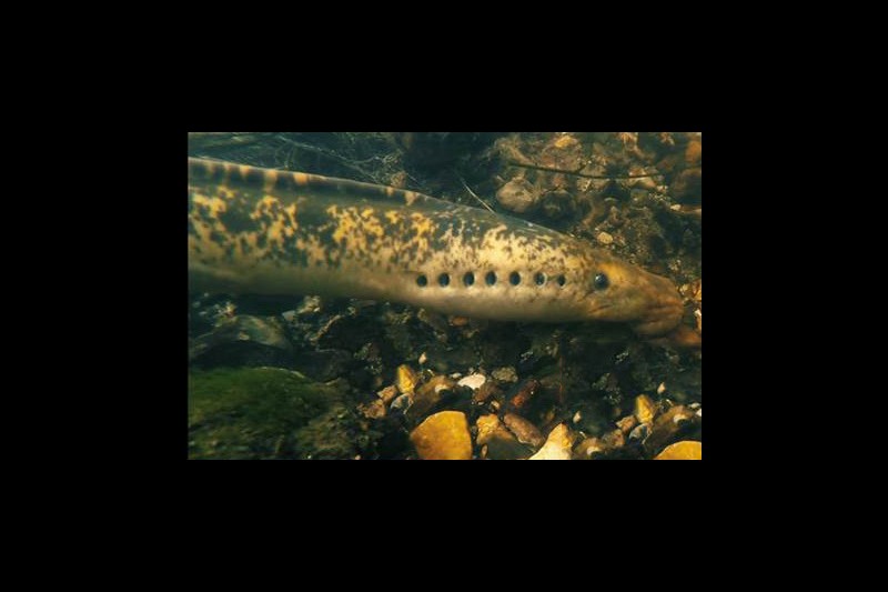 Sea Lamprey 