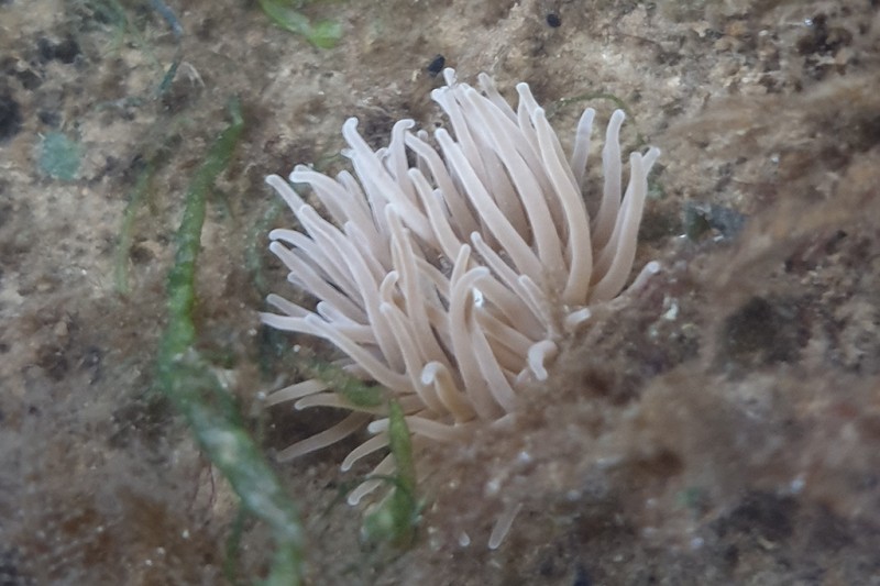Plant A coral like plant inside a rock pool