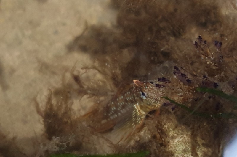 Shanny fish A shanny fish living in a rock pool, surrounded by seaweed