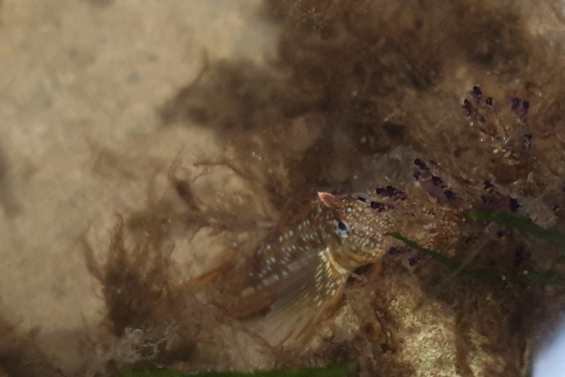 A shanny fish living in a rock pool, surrounded by seaweed