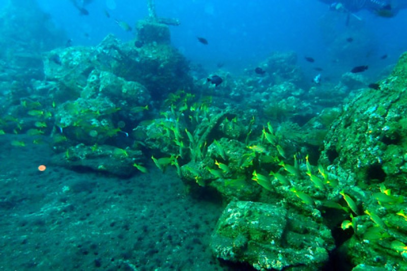 A shoal of yellow coloured snapper fish swimming over a series of concrete structures lying on the sea bed