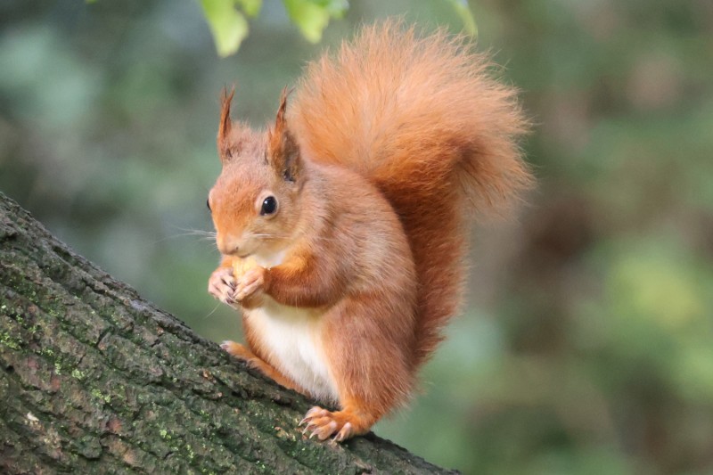 A red squirrel on the Isle of Wight sitting on a branch