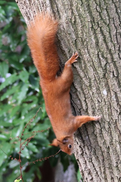 Red squirrel climbing down a tree