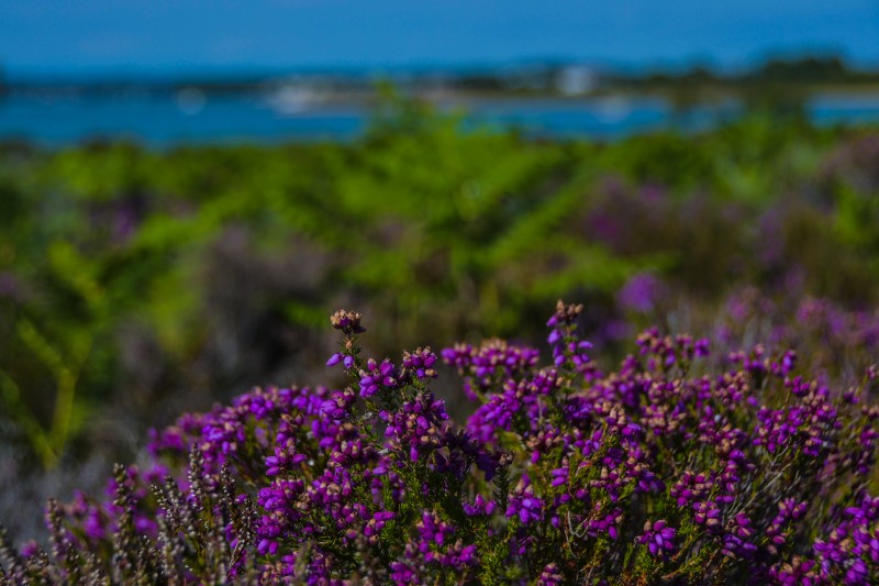 Studland heathland Studland heathland