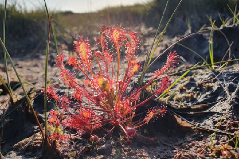 A red plant with yellow flowers and sticky liquid on its leaves