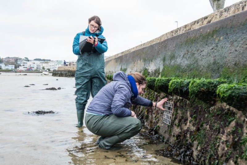 BU researchers examining artificial rockpools in Poole Harbour