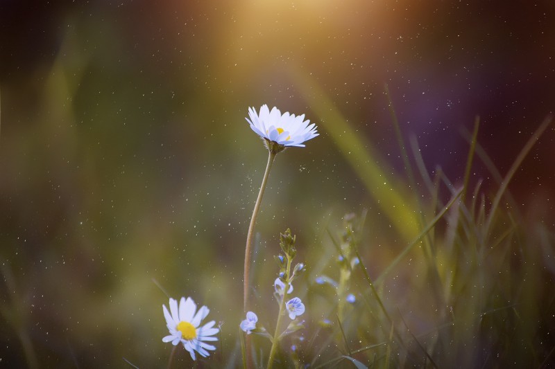 a daisy in long grass