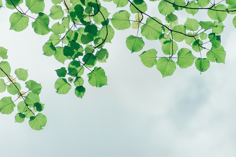 tree branches with green leaves