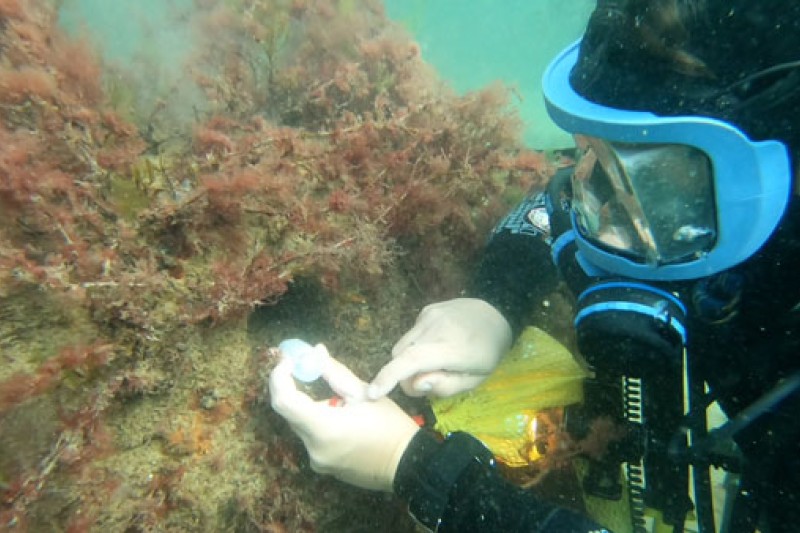 diver underwater tapping the end of the pot containing the juvenile lobster