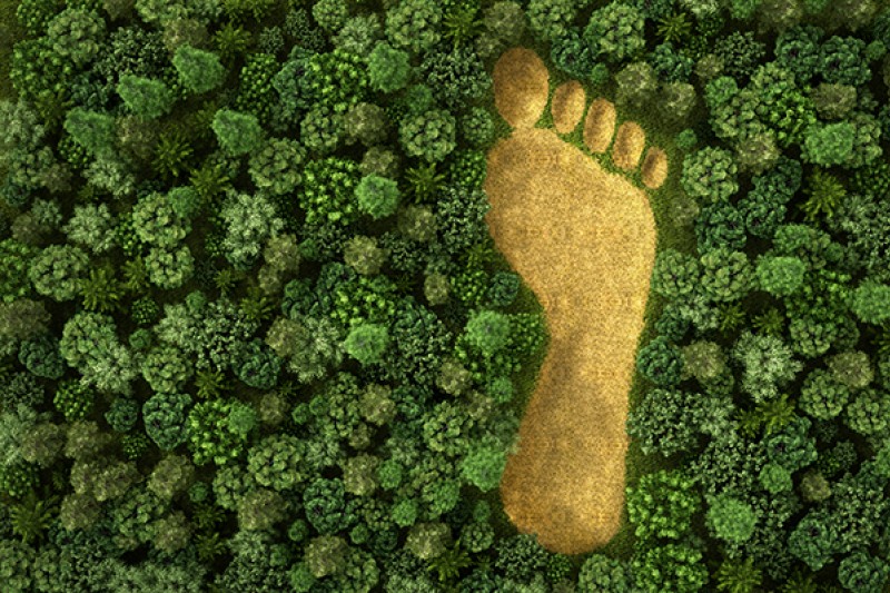 A graphic of a large footprint, representing humanity's environmental footprint, over a forest