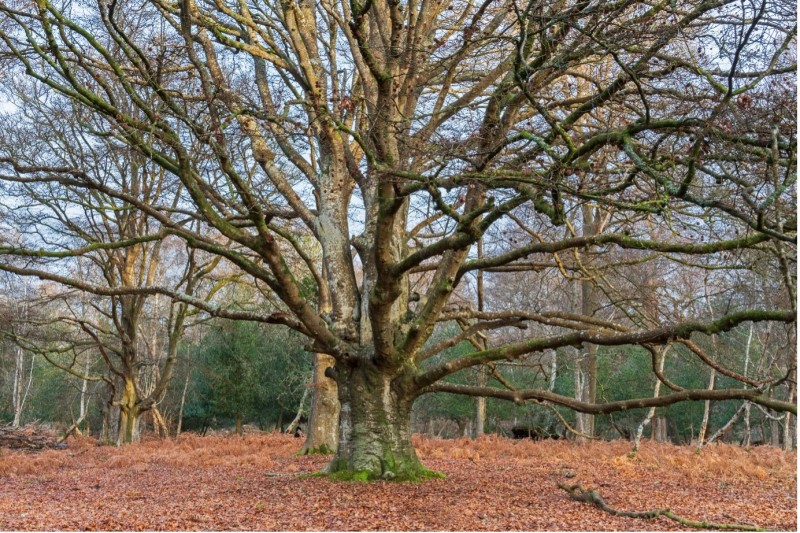 A large tree with bare branches