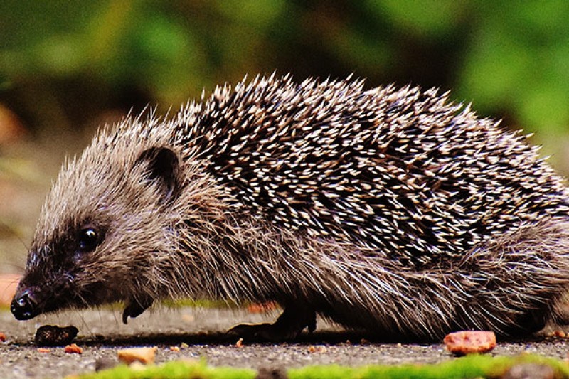 Hedgehog awareness week Hedgehog awareness week