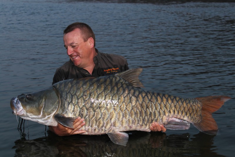 The Humpback Mahseer - internal