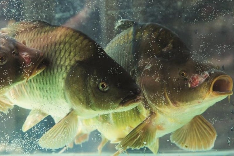 Protecting native fish species Protecting native fish species