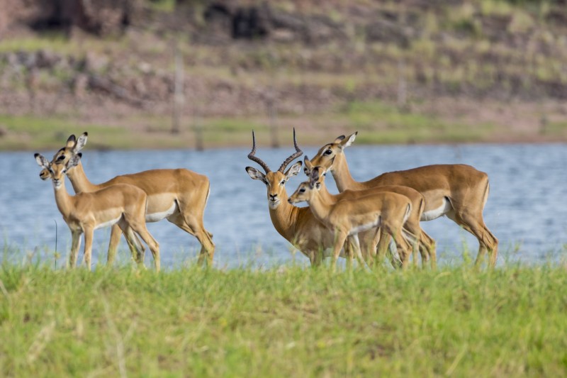 Impala in Zimbabwe