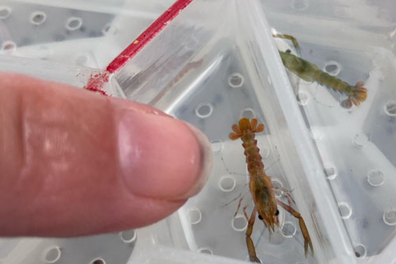 a close up picture of one of the juvenile lobsters in the hive unit photographed next to a finger pointing at it