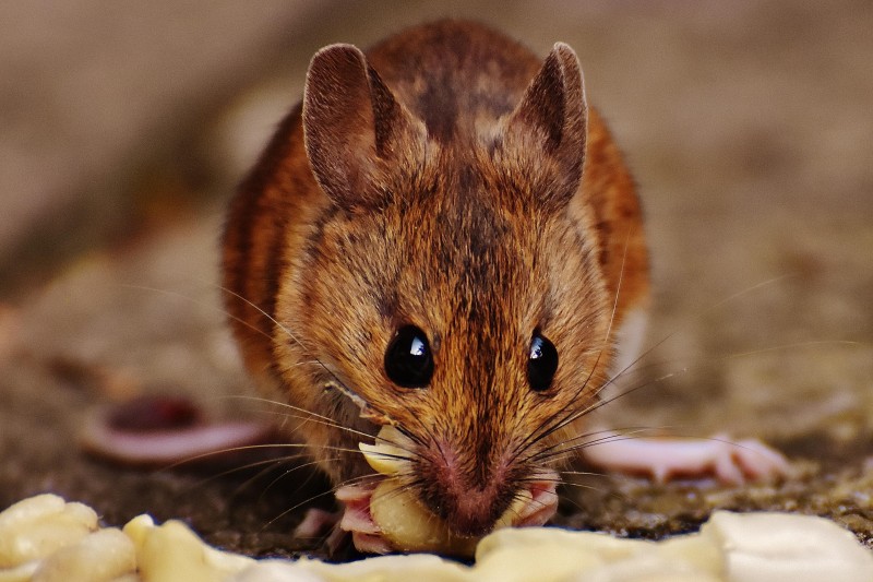 mouse study mouse study