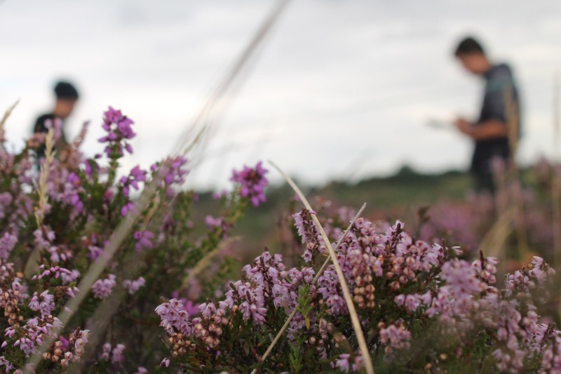 Purbeck heath lavender