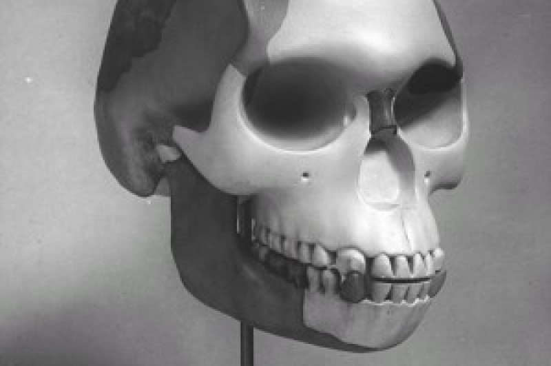 The ‘reconstructed’ skull of Piltdown Man