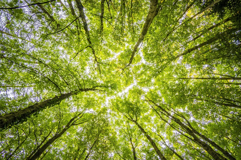 trees in forest 