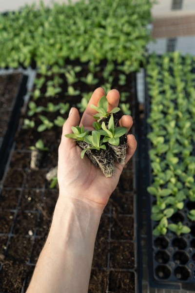 Hand holding seedlings